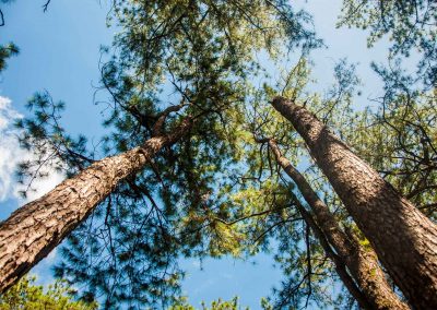 trees-low-angle-2000px